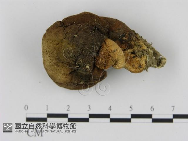 登錄號:F0004799藏品圖，第1張
