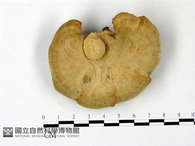 東方栓菌藏品圖，第1張