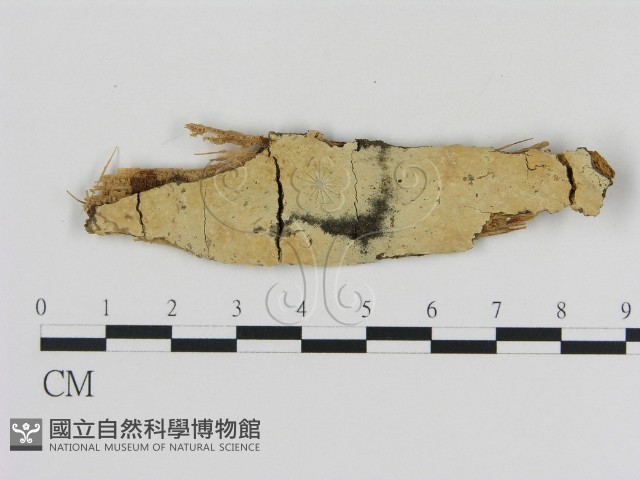 登錄號:F0002799藏品圖，第1張