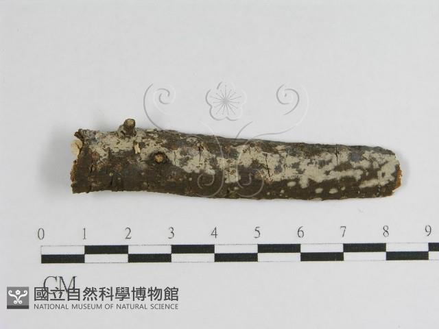 登錄號:F0012799藏品圖，第1張