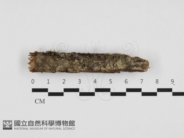 登錄號:F0032799藏品圖，第1張