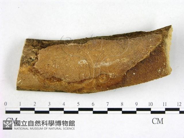 登錄號:F0007799藏品圖，第1張