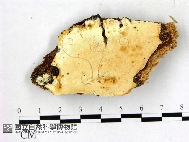 登錄號:F0005799藏品圖，第1張