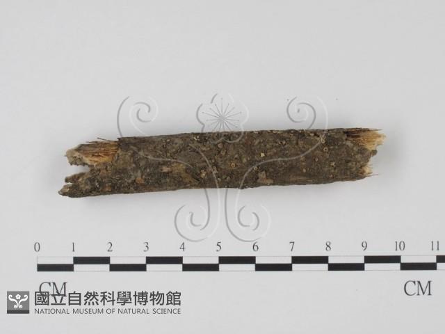 登錄號:F0009799藏品圖，第1張