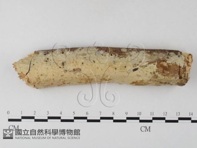 顯絲菌屬藏品圖，第1張