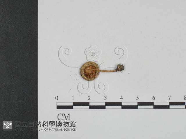 登錄號:F0003799藏品圖，第1張