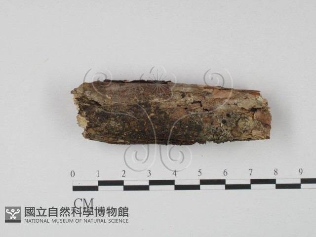 登錄號:F0013799藏品圖，第1張