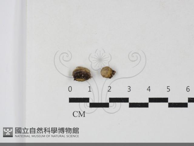 登錄號:F0033799藏品圖，第1張