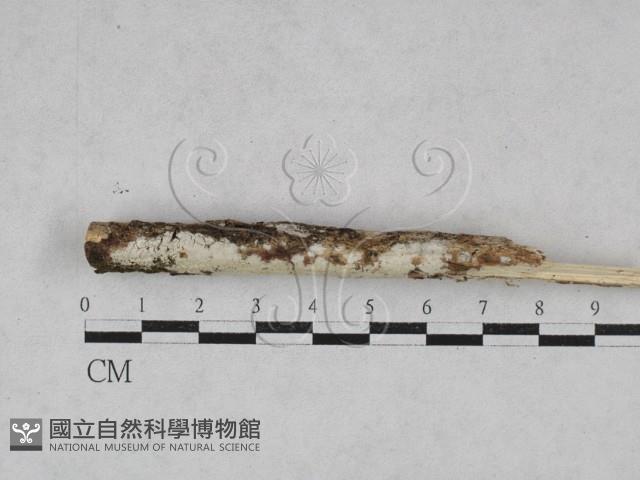 絲皮菌屬藏品圖，第1張