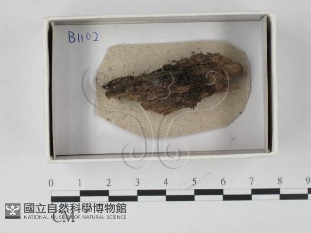 登錄號:F0020599藏品圖，第1張