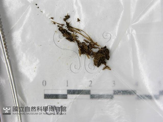 登錄號:F0000599藏品圖，第1張