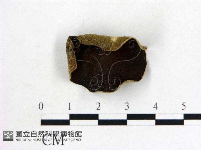 毛木耳藏品圖，第1張