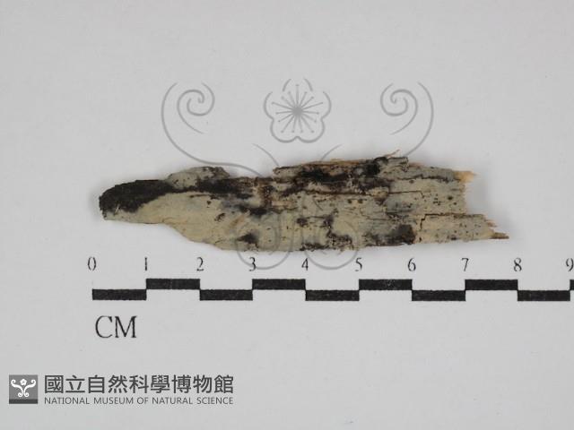 登錄號:F0030599藏品圖，第1張
