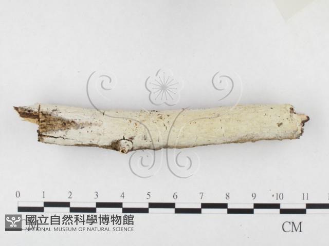 登錄號:F0026599藏品圖，第1張