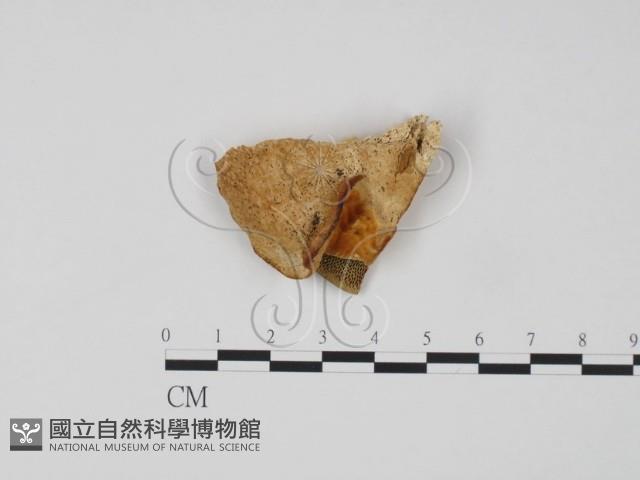 Accession Number:F0006599 Collection Image, Figure 1, Total 3 Figures