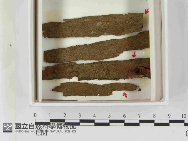 登錄號:F0021599藏品圖，第1張