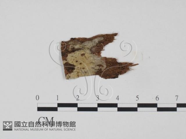 登錄號:F0011599藏品圖，第1張