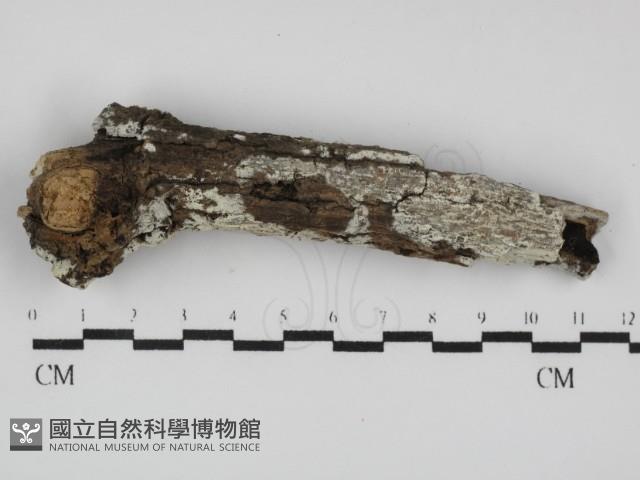 登錄號:F0031599藏品圖，第1張