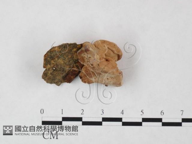 登錄號:F0004599藏品圖，第1張