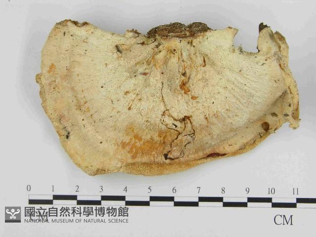 登錄號:F0014599藏品圖，第1張