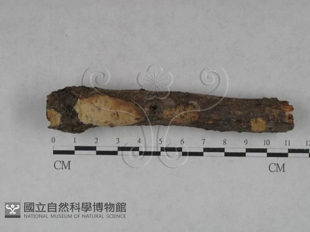 登錄號:F0022599藏品圖，第1張