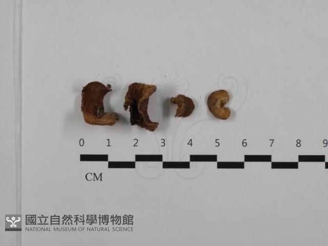 皺木耳藏品圖，第1張