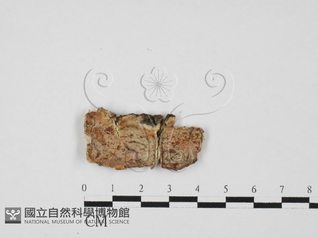 登錄號:F0027599藏品圖，第1張