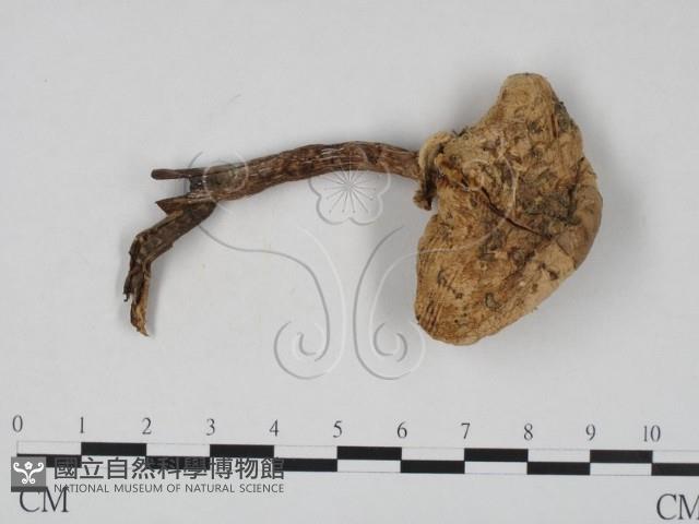 登錄號:F0007599藏品圖，第1張