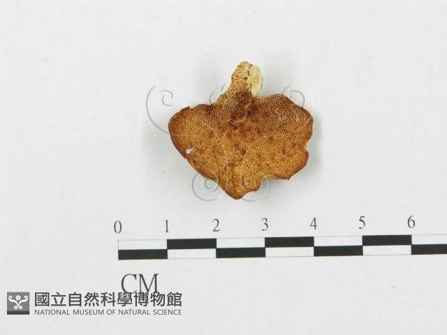 登錄號:F0005599藏品圖，第1張