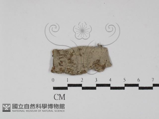 登錄號:F0029599藏品圖，第1張