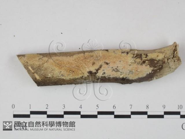 登錄號:F0003599藏品圖，第1張