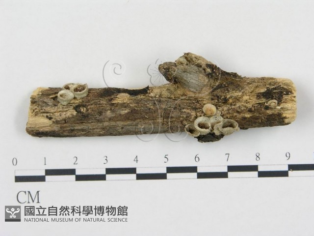 黑蛋巢菌屬藏品圖，第1張