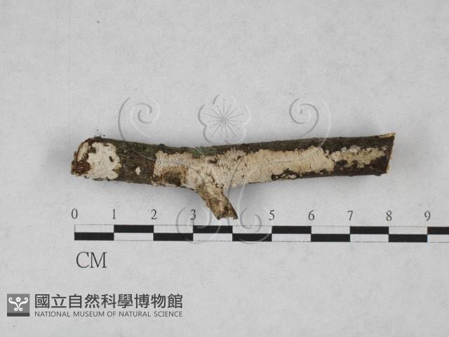 登錄號:F0028199藏品圖，第1張