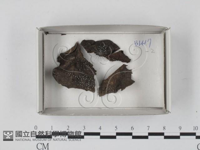 登錄號:F0018199藏品圖，第1張