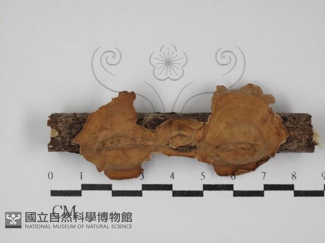 蠔韌革菌藏品圖，第1張