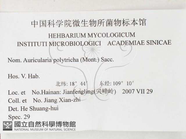 毛木耳藏品圖，第3張