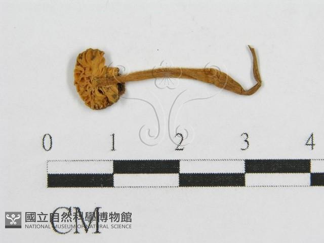 登錄號:F0016199藏品圖，第1張