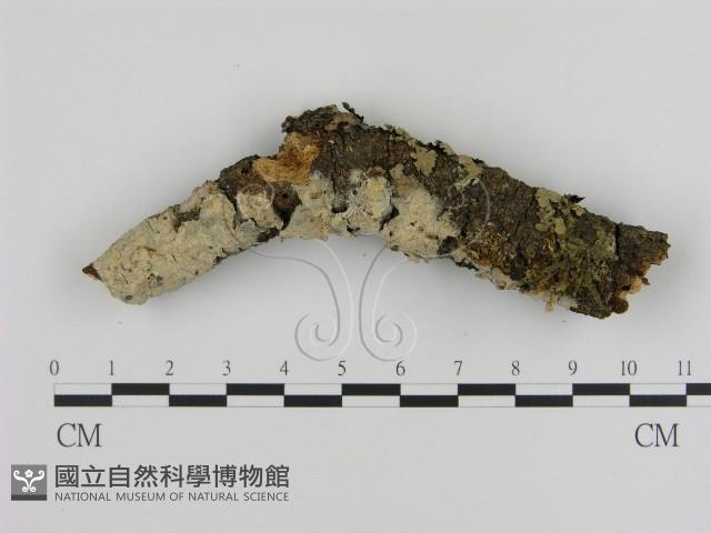 登錄號:F0001199藏品圖，第1張