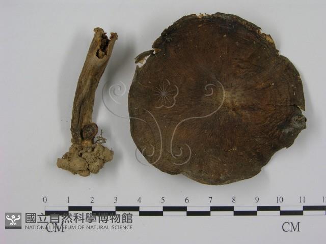 登錄號:F0011199藏品圖，第1張