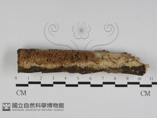 登錄號:F0031199藏品圖，第1張