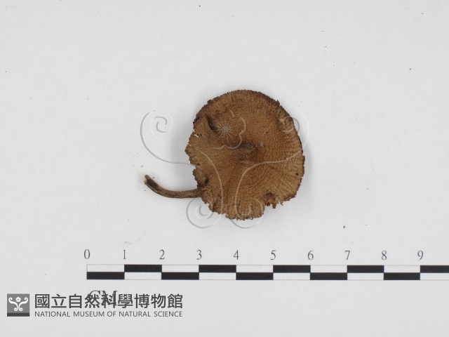 登錄號:F0024199藏品圖，第1張