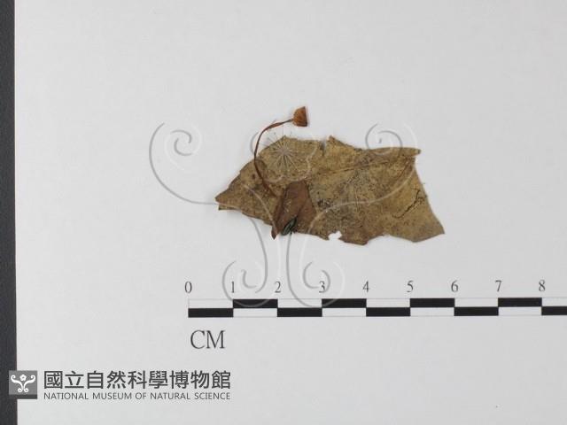 登錄號:F0014199藏品圖，第1張