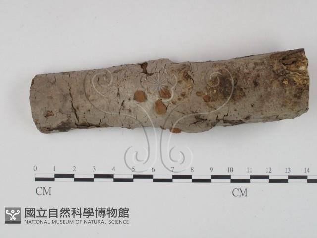 筍殼菌屬藏品圖，第1張