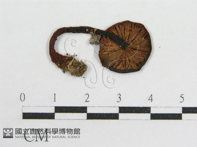 粉褶菌屬藏品圖，第1張