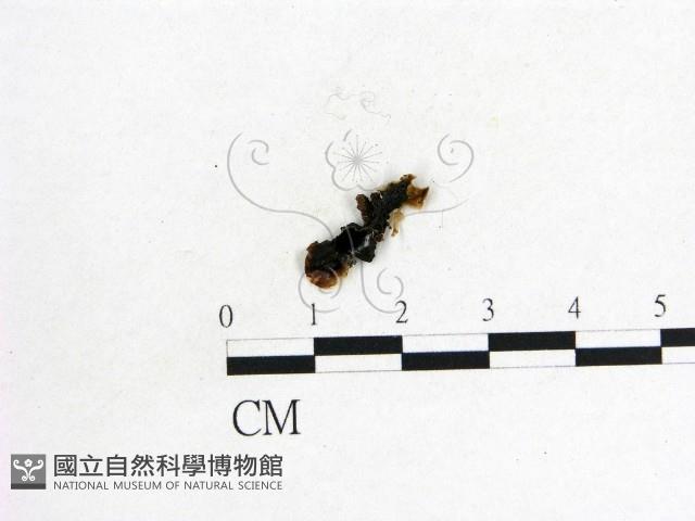 木耳屬藏品圖，第1張