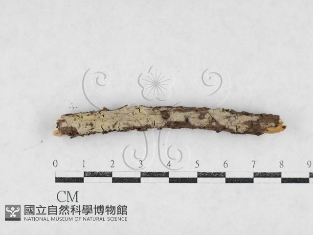 登錄號:F0027199藏品圖，第1張