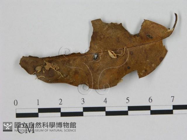 小皮傘屬藏品圖，第1張