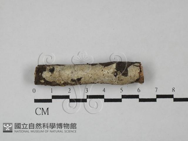 多年臥孔菌屬藏品圖，第1張