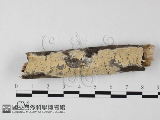 登錄號:F0009199藏品圖，第1張