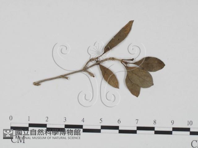 登錄號:F0019199藏品圖，第1張